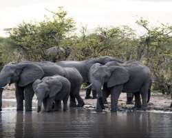 It provides numerous distinctive species of plants and animals.